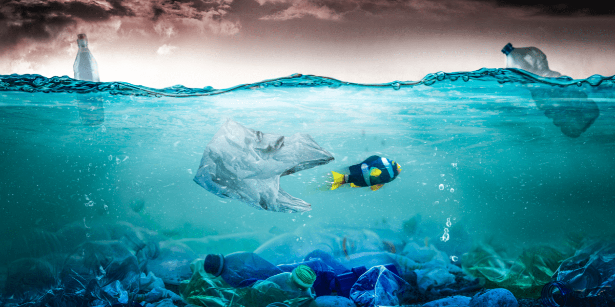 PP Plastic & HDPE Biodegradable